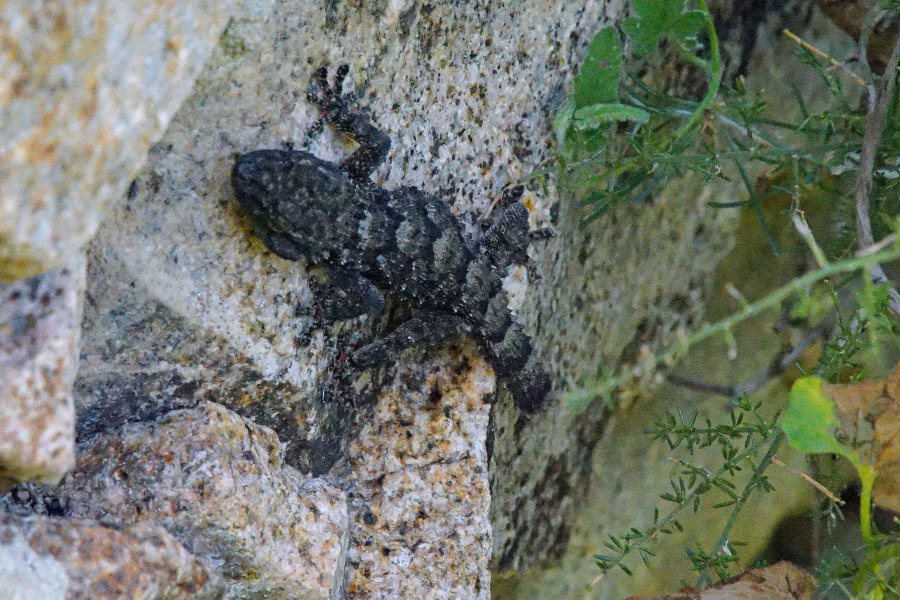 Tarentola mauritanica nera